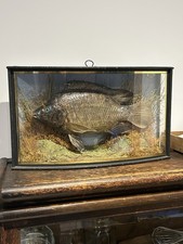 Taxidermy Tiepia Fish In A