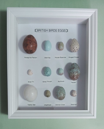 Framed replica birds - framed,