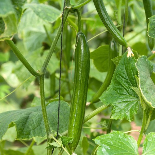 Cucumber greenhouse telegraph - greenhouse,