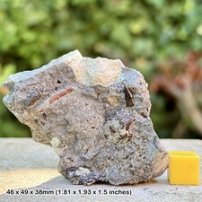 Large A-Grade Severnichthys