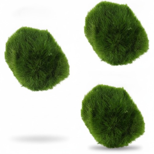 Live marimo moss balls - marimo,