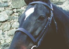 English Leather Plain Hunt