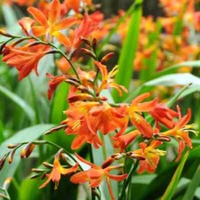 10 x Monbretia Crocosmia
