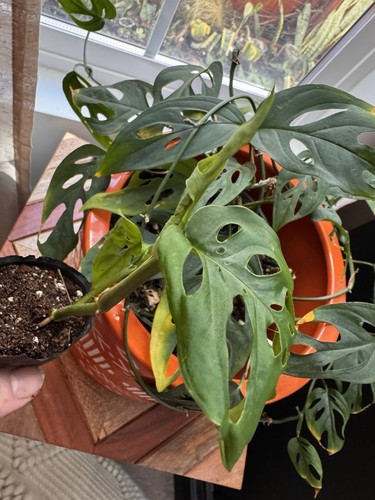 Monstera adansonii swiss - monstera,