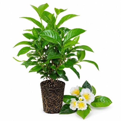 White camellia plants - plants, live