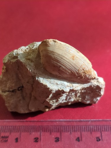 Fossil bivalve jurassic uk - bivalve,,