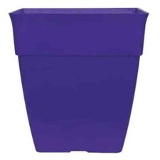 Litre purple plant - 15, pot