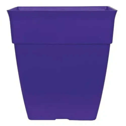 Litre purple plant - 15,