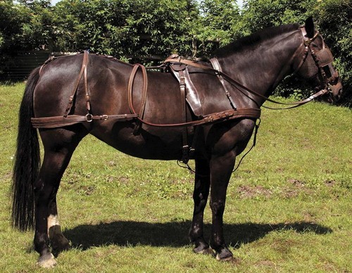 Windsor oily harness - windsor,