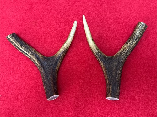 Pieces red deer antlers - 2,