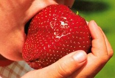 GIANT STRAWBERRY SEEDS, 50