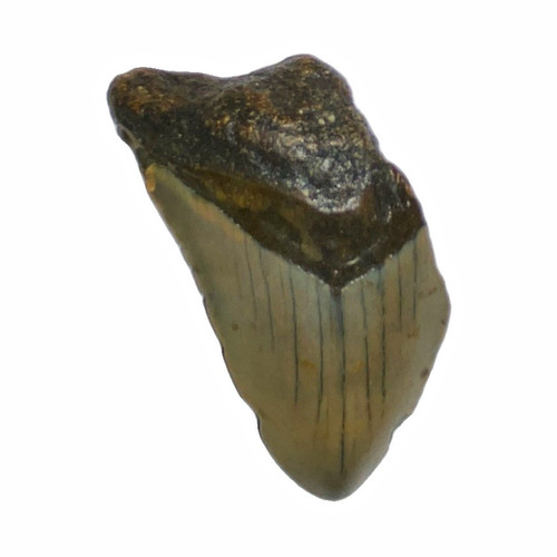 Fossil megalodon shark - fossil,