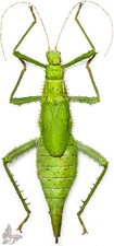 Heteropteryx dilatata-GIANT Phasmid, UNMOUNTED, TUBED