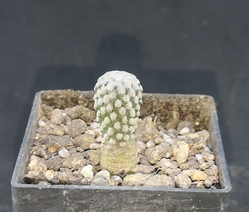 Pelecyphora strobiliformis