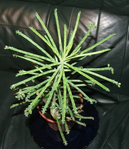 Mother millions kalanchoe - millions,