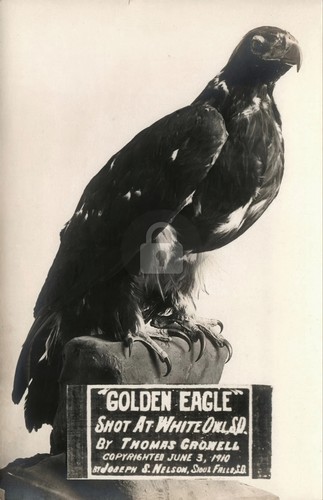 Taxidermy golden eagle shot - eagle, “shot