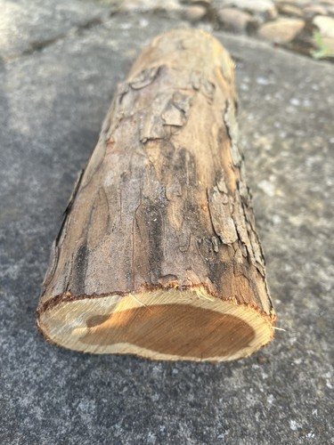 Yew wood log - yew, turning