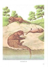 Vintage otter print, old wall art, book plate