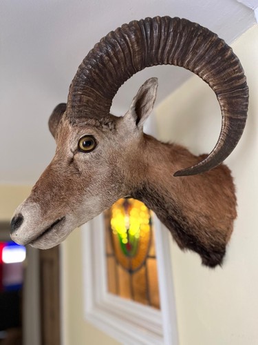 Taxidermy european mouflon - european,