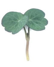 Herb - Nasturtium, blue pepe -