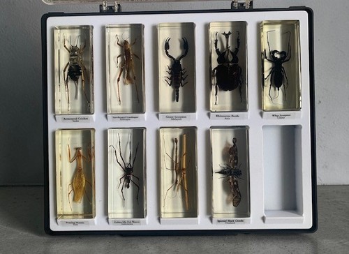 Vintage deagostini real bugs - real,