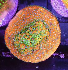 Gold rush Montipora Coral Marine Aquarium 