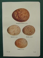 VINTAGE BIRD EGG PRINT ~