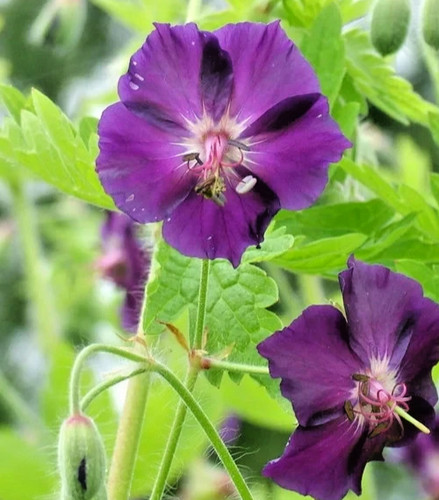 Geranium phaeum raven - ,