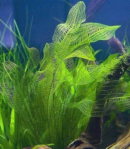 Aponogeton madagascariensis - aponogeton,