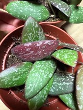 RARE PLANT Hoya Sigillatis round leaves - Wax Plant, pot 12cm
