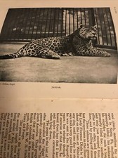 Gambier Bolton The Book Of Beasts And Birds Photography 1903