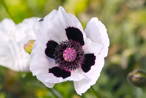 Papaver orientale royal - orientale,