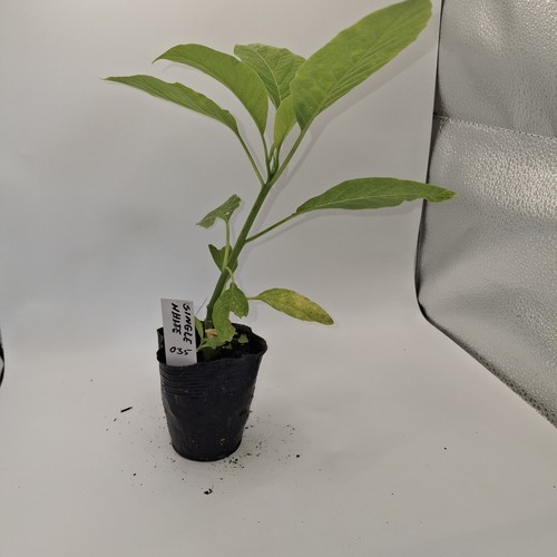 Brugmansia single white rooted - brugmansia,