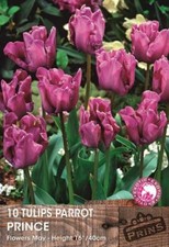 Tulip bulbs parrot prince - tulip,