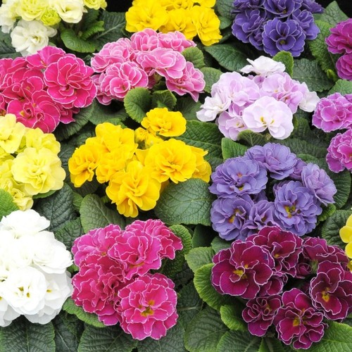 Primula rubens mixed x12 - 'mixed',