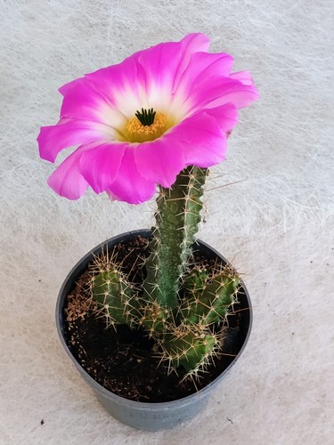 Echinocereus vase - -, 12