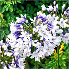 Agapanthus 'Twister' |