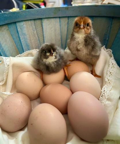 Half dozen fertile hatching - half,