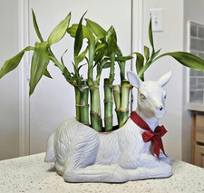 5 Lucky Bamboo 4 inches FREE