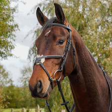 GS Equestrian & Country Horse