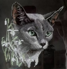 Unique expressive russian blue - russian,