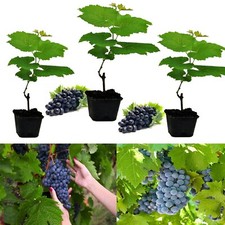 3 x Grape Vine Plants Boskoop