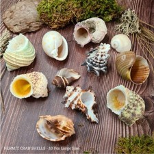 Hermit Crab Shells ~ Mixed