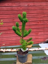 Pinus nigra Oregon Green