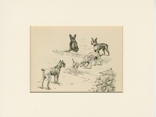 French bulldog bedlington - french,