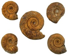 Dogger 5x Grossouvria dilatata ammonite real gold snails Utzing 4417