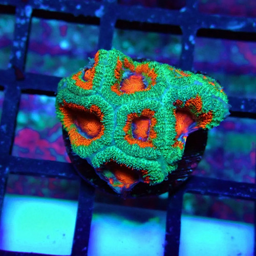 Wysiwyg acan lord coral frag - -,