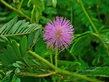 Mimosa Pudica Seeds, 100 - 200, Sensitive Plant, Bonsai, Touch Me Not, Perennial