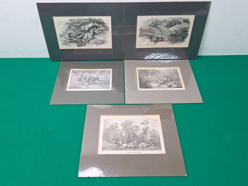 Rare set antique fox - set,