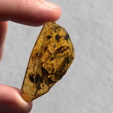 Scorpion burmese burmite - scorpion, /